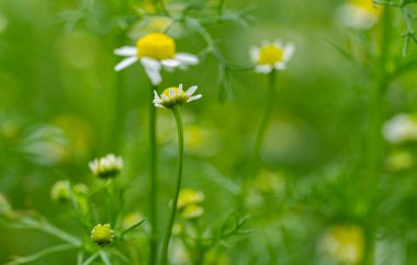  Baharda çayır papatyasında