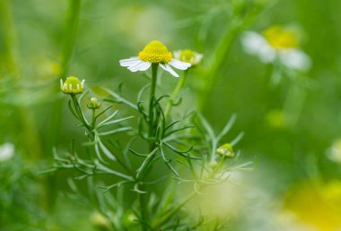  Baharda çayır papatyasında