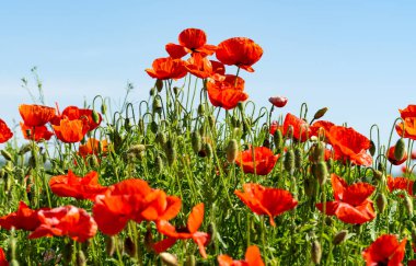Güneşli bir günde çayırdaki kırmızı gelincikler