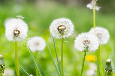 Baharda çayırda karahindiba. Yakın plan.