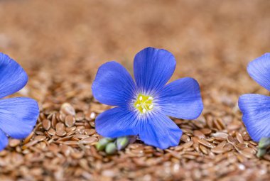 Keten çiçekli keten tohumu. Yaklaş.