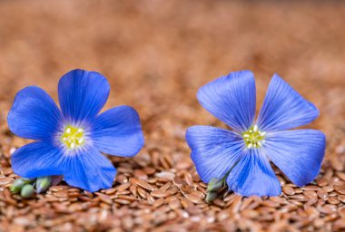 Keten çiçekli keten tohumu. Yaklaş.