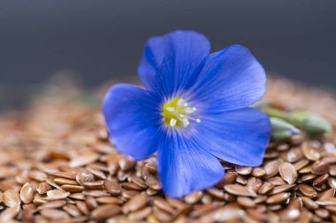 Keten çiçekli keten tohumu. Yaklaş.