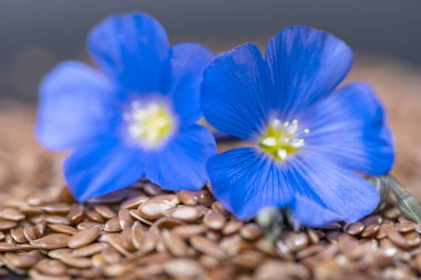 Keten çiçekli keten tohumu. Yaklaş.