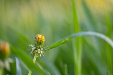 Baharda çayırda karahindiba çiçeği