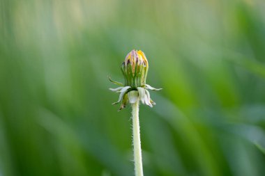 Baharda çayırda karahindiba çiçeği