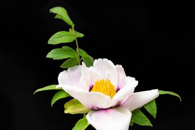 Siyah arkaplanda şakayık