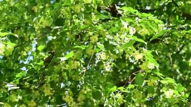 Yaz mevsiminde açan ıhlamur ağacının videosu.