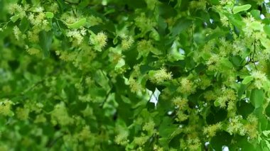 Yaz mevsiminde açan ıhlamur ağacının videosu.