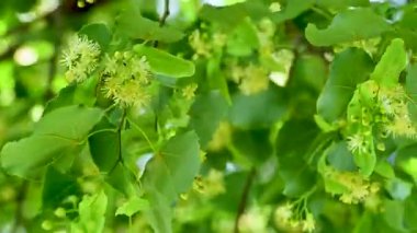 Yaz mevsiminde açan ıhlamur ağacının videosu.