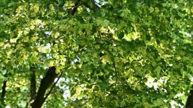 Yaz mevsiminde açan ıhlamur ağacının videosu.