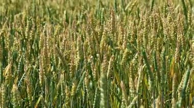 Yakın planda buğday kulaklıklarının videosu