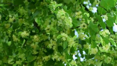 Yaz mevsiminde açan ıhlamur ağacının videosu.