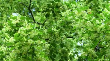 Yaz mevsiminde açan ıhlamur ağacının videosu.