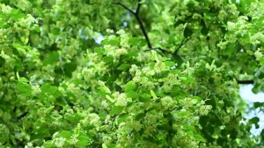 Yaz mevsiminde açan ıhlamur ağacının videosu.