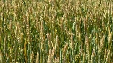 Yakın planda buğday kulaklıklarının videosu