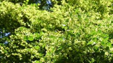 Yaz mevsiminde açan ıhlamur ağacının videosu.