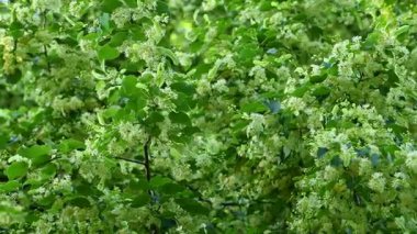 Yaz mevsiminde açan ıhlamur ağacının videosu.