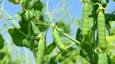 Tarladaki yeşil bezelyelerin videosu. Yakın çekim.