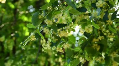 Yaz mevsiminde açan ıhlamur ağacının videosu.