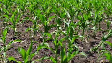 Tarlada filizlenen mısır filizlerinin videosu. Yakın çekim.