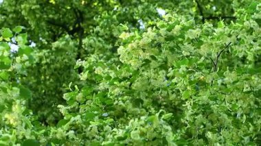 Yaz mevsiminde açan ıhlamur ağacının videosu.