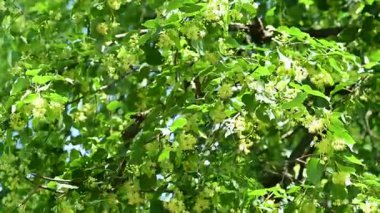 Yaz mevsiminde açan ıhlamur ağacının videosu.