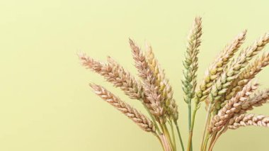 Sarı arka planda buğday başakları