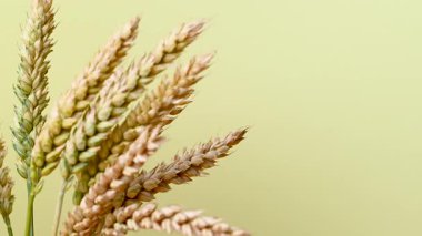 Sarı arka planda buğday başakları