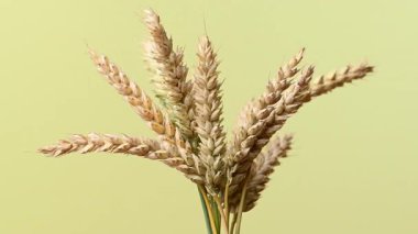 Sarı arka planda buğday başakları