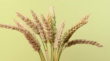 Sarı arka planda buğday başakları