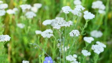 Çayırdaki çayır çimlerinin videosu çayırda.