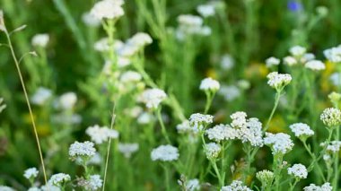 Çayırdaki çayır çimlerinin videosu çayırda.