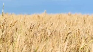 Güneşli bir günde altın buğday tarlası videosu