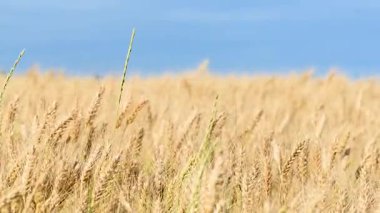 Güneşli bir günde altın buğday tarlası videosu