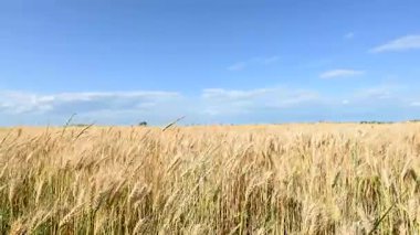 Güneşli bir günde altın buğday tarlası videosu