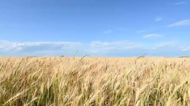 Güneşli bir günde altın buğday tarlası videosu