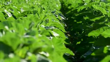 Büyüyen ayçiçekleri olan bir tarlanın videosu