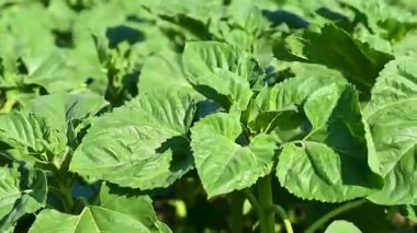 Büyüyen ayçiçekleri olan bir tarlanın videosu