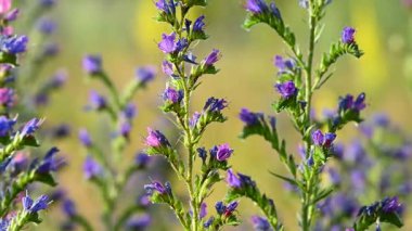 Çayırdaki çayır çimlerinin videosu çayırda.