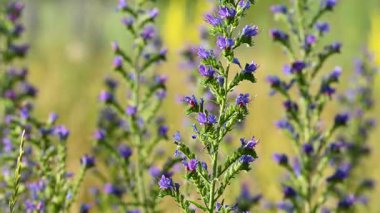 Çayırdaki çayır çimlerinin videosu çayırda.