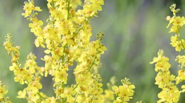 Çayırdaki çayır çimlerinin videosu çayırda.