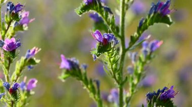 Çayırdaki çayır çimlerinin videosu çayırda.