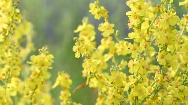 Çayırdaki çayır çimlerinin videosu çayırda.