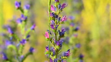 Çayırdaki çayır çimlerinin videosu çayırda.