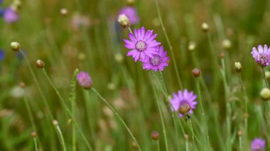 Çayırdaki çayır çimlerinin videosu çayırda.