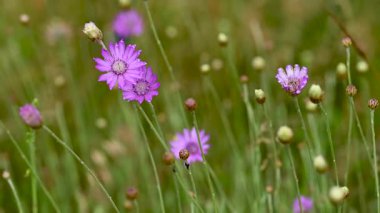 Çayırdaki çayır çimlerinin videosu çayırda.