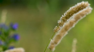 Çayırdaki çayır çimlerinin videosu çayırda.