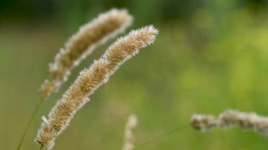 Çayırdaki çayır çimlerinin videosu çayırda.