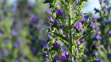 Çayırdaki çayır çimlerinin videosu çayırda.